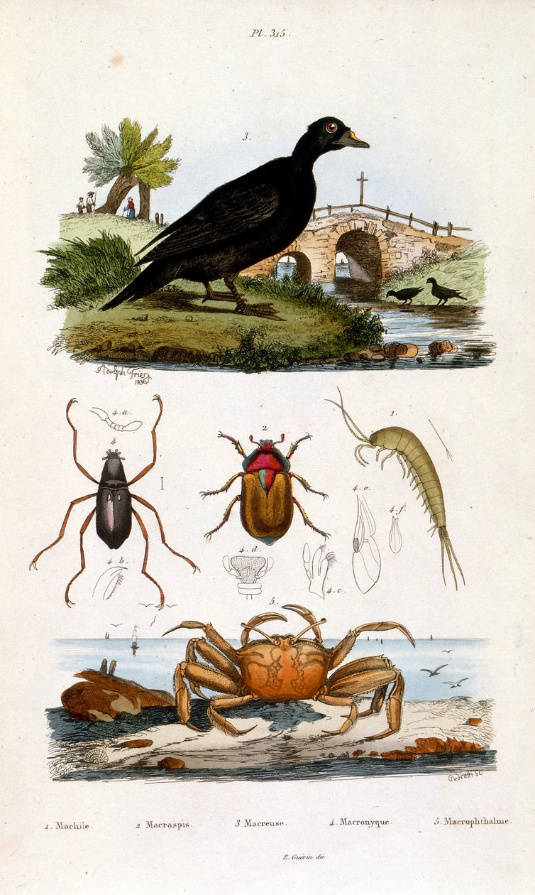 Illustrazione botanica e zoologica di F. E. Guerin. Da Dictionnaire pittoresque d