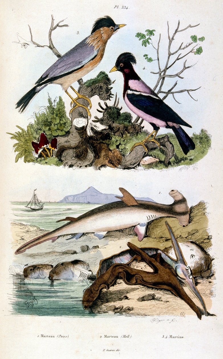 Illustrazione botanica e zoologica di F. E. Guerin. Da Dictionnaire pittoresque d