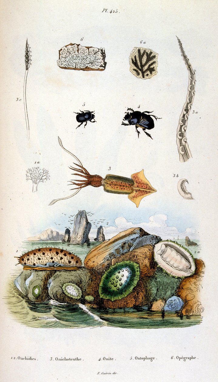 Illustrazione botanica e zoologica di F. E. Guerin. Da Dictionnaire pittoresque d