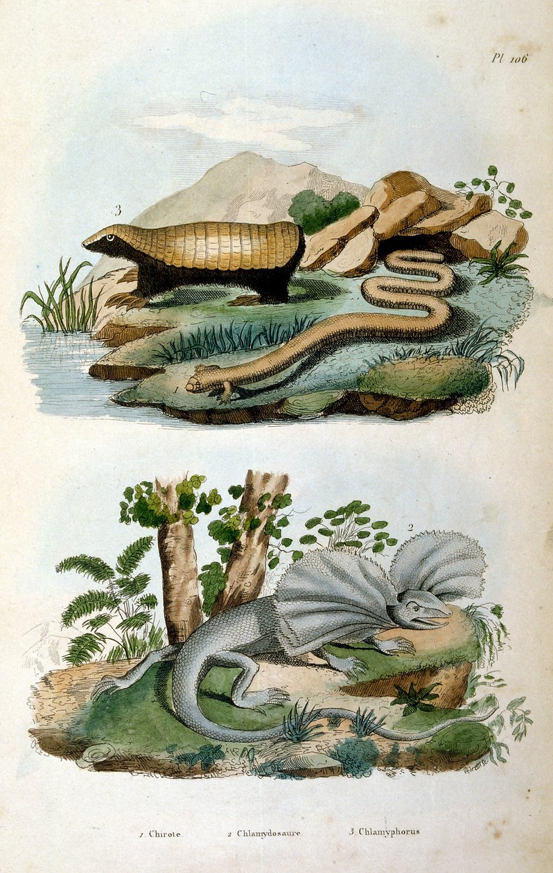 Chlamyphoridae è una famiglia di mammiferi cingolati. Mentre i gliptodonti sono stati tradizionalmente considerati cingolati del gruppo staminale, al di fuori del gruppo che contiene l