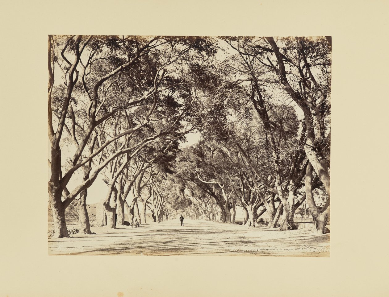 Cairo, Allée de Choubra da Félix Bonfils