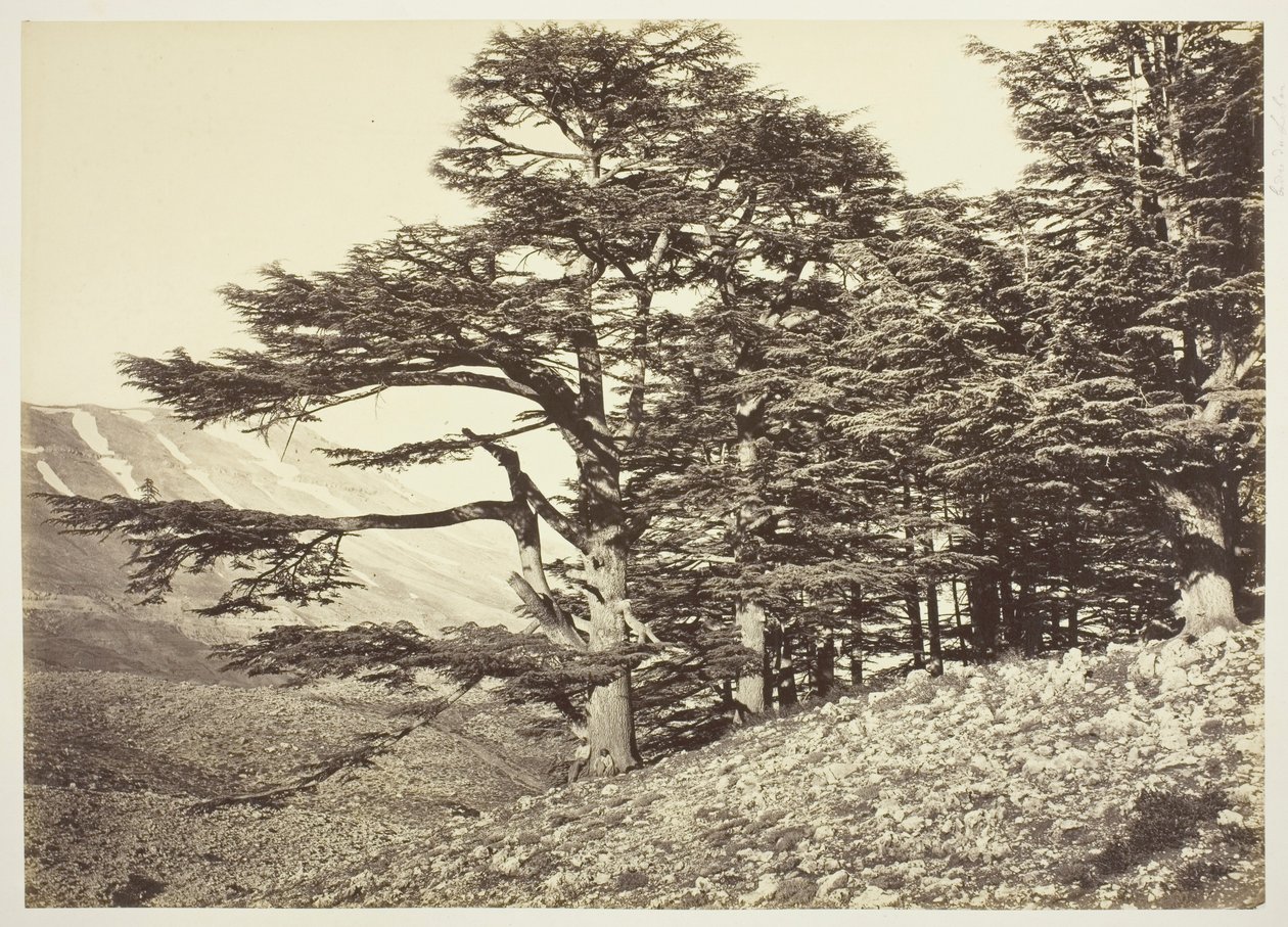 Cedri del Libano da Félix Bonfils