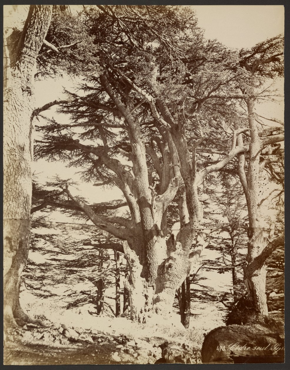 Cedro solitario, Tiro da Félix Bonfils