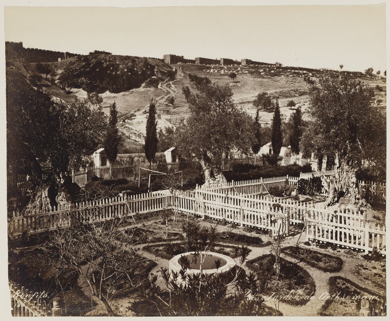 Jardin De Gethseman n. 303 da Félix Bonfils