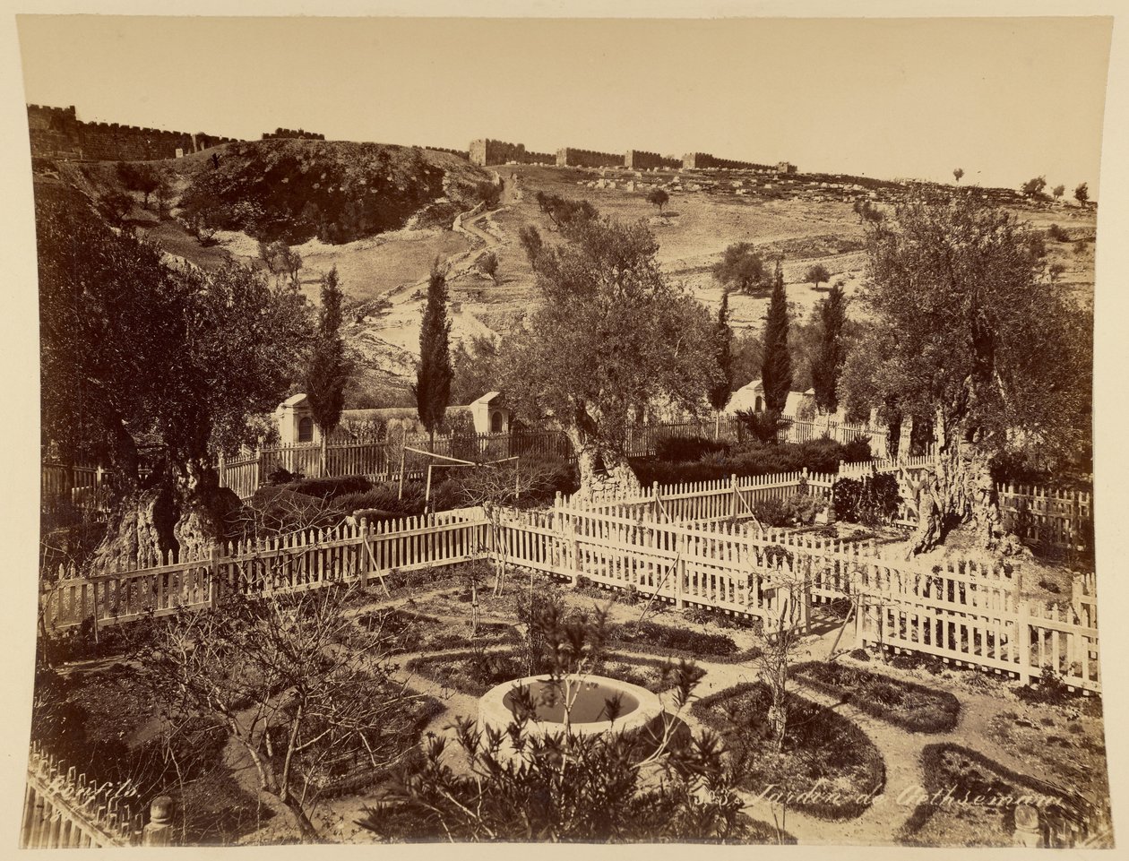 Giardino del Getsemani da Félix Bonfils