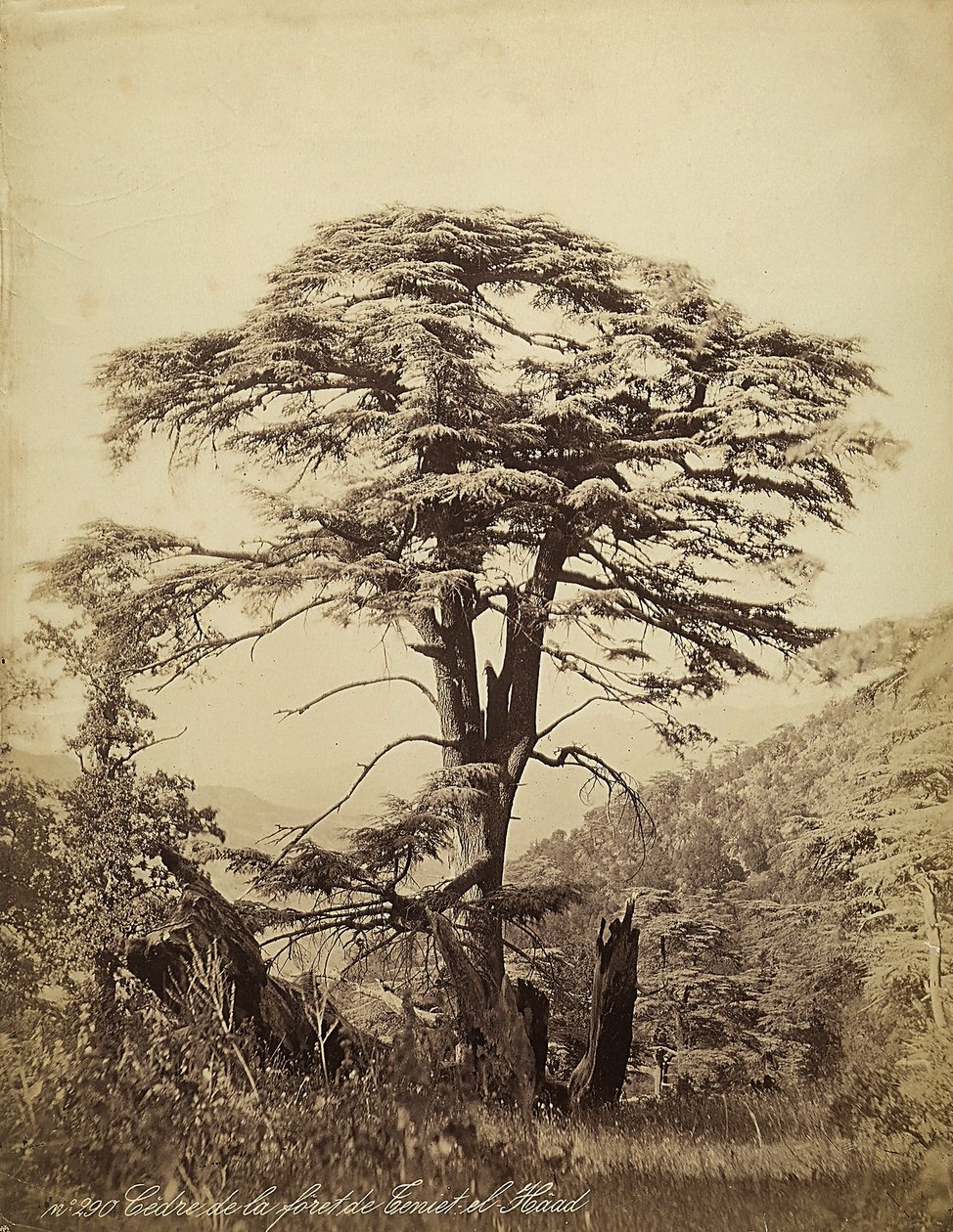 Grande cedro nella foresta di Teniet el Haad, Libano da Félix Bonfils