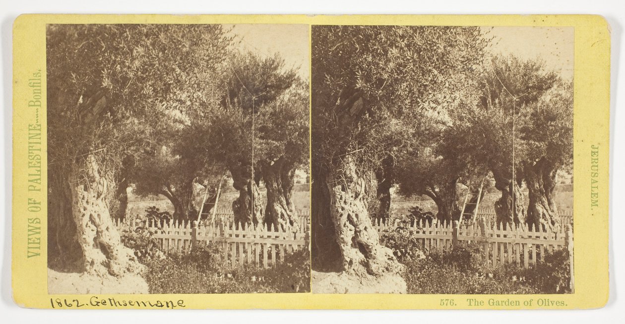 Der Garten der Oliven, Jerusalem, Nr. 576 aus der Serie "Ansichten von Palästina" da Félix Bonfils