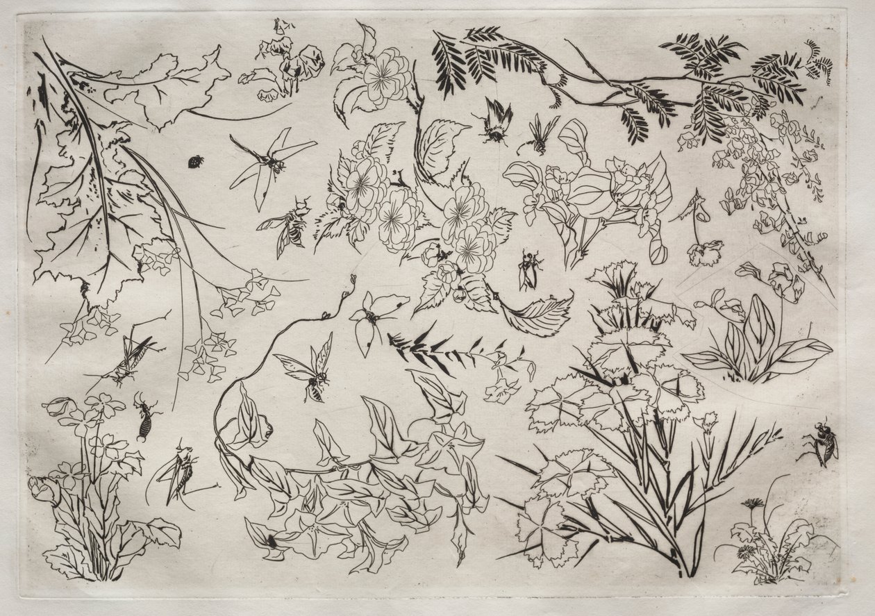Servizio da tavola (servizio Rousseau): Fiori (n. 22) da Felix Bracquemond