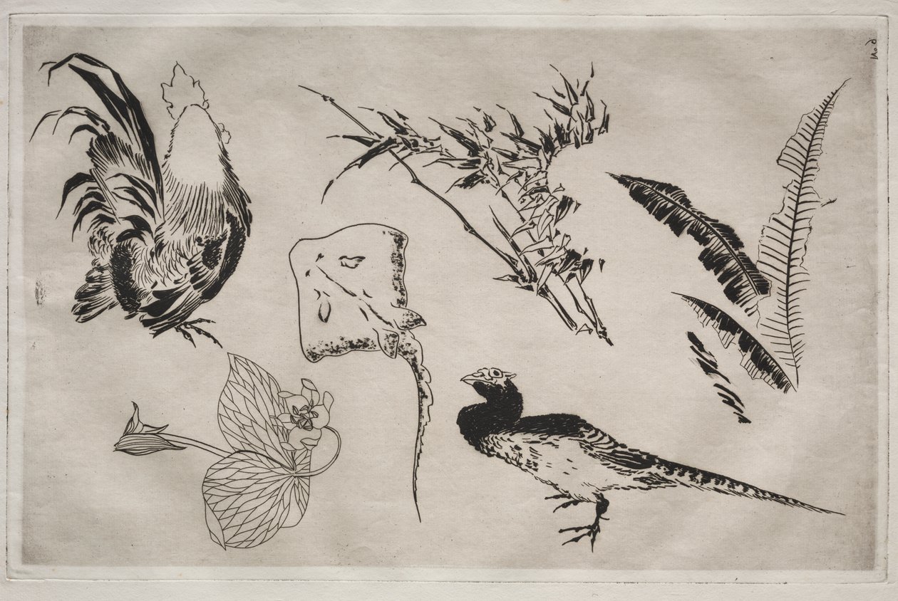 Servizio da tavola (servizio Rousseau): Galli, razza, piante, ecc. (n. 9) da Felix Bracquemond