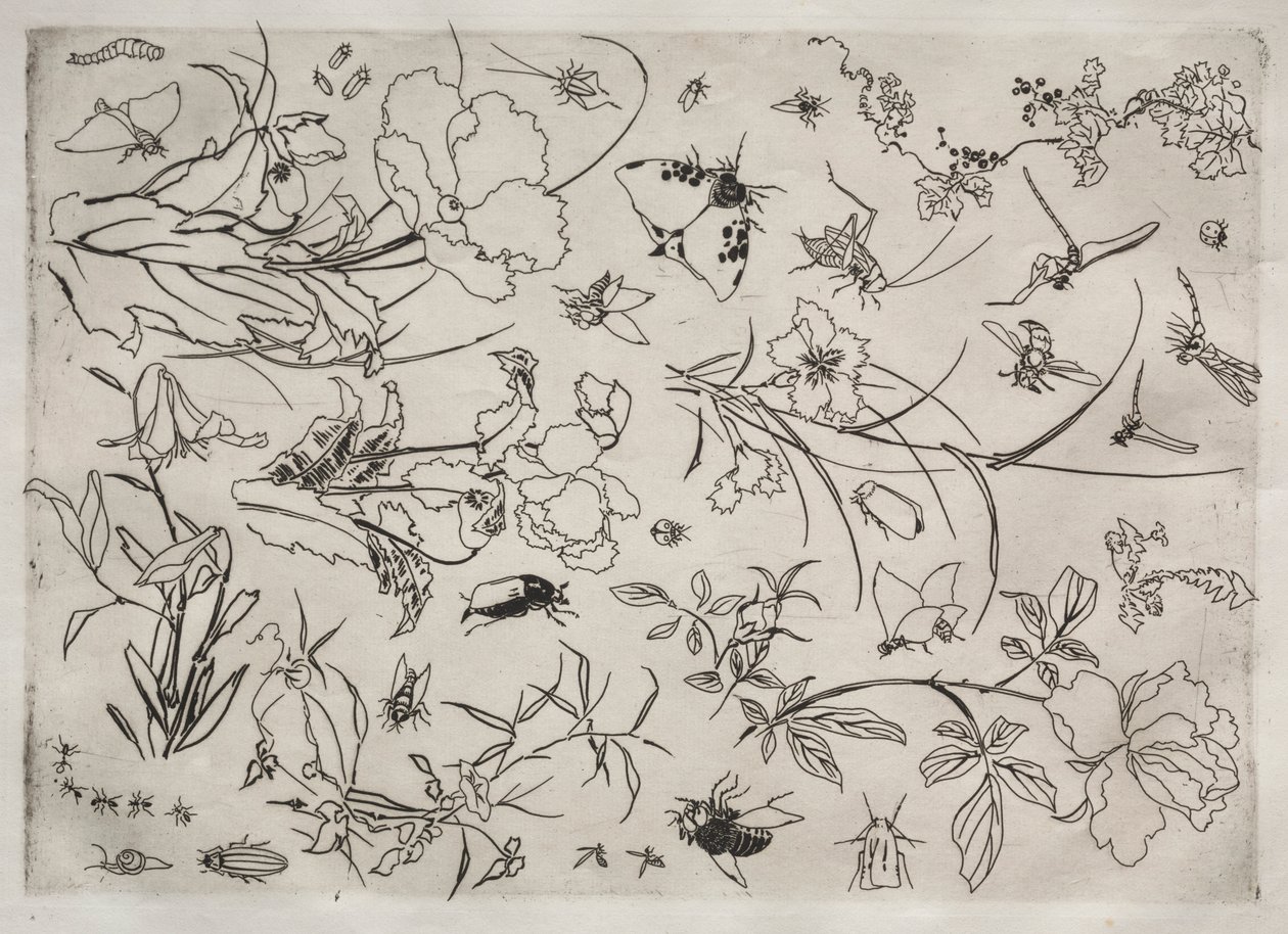 Servizio da tavola Rousseau: Fiori e insetti n. 15 da Felix Bracquemond