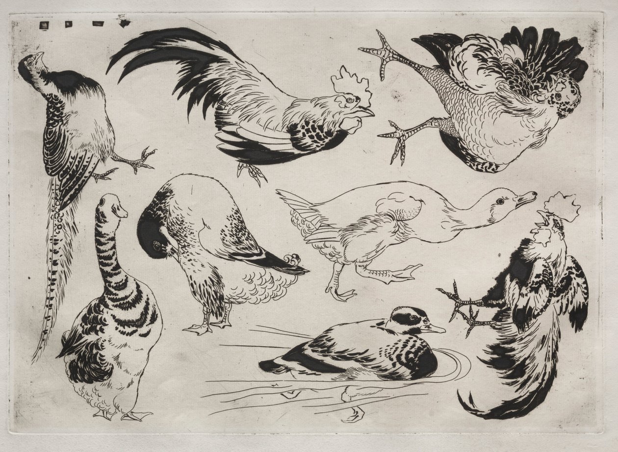 Servizio da tavola Rousseau: Galli, anatre, ecc. n. 13, 1866 da Felix Bracquemond