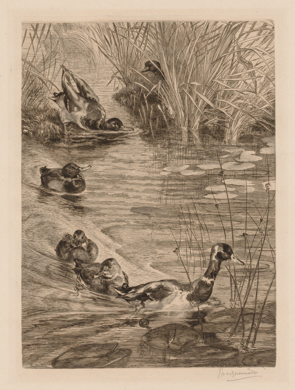 Anatre al gioco da Felix Bracquemond