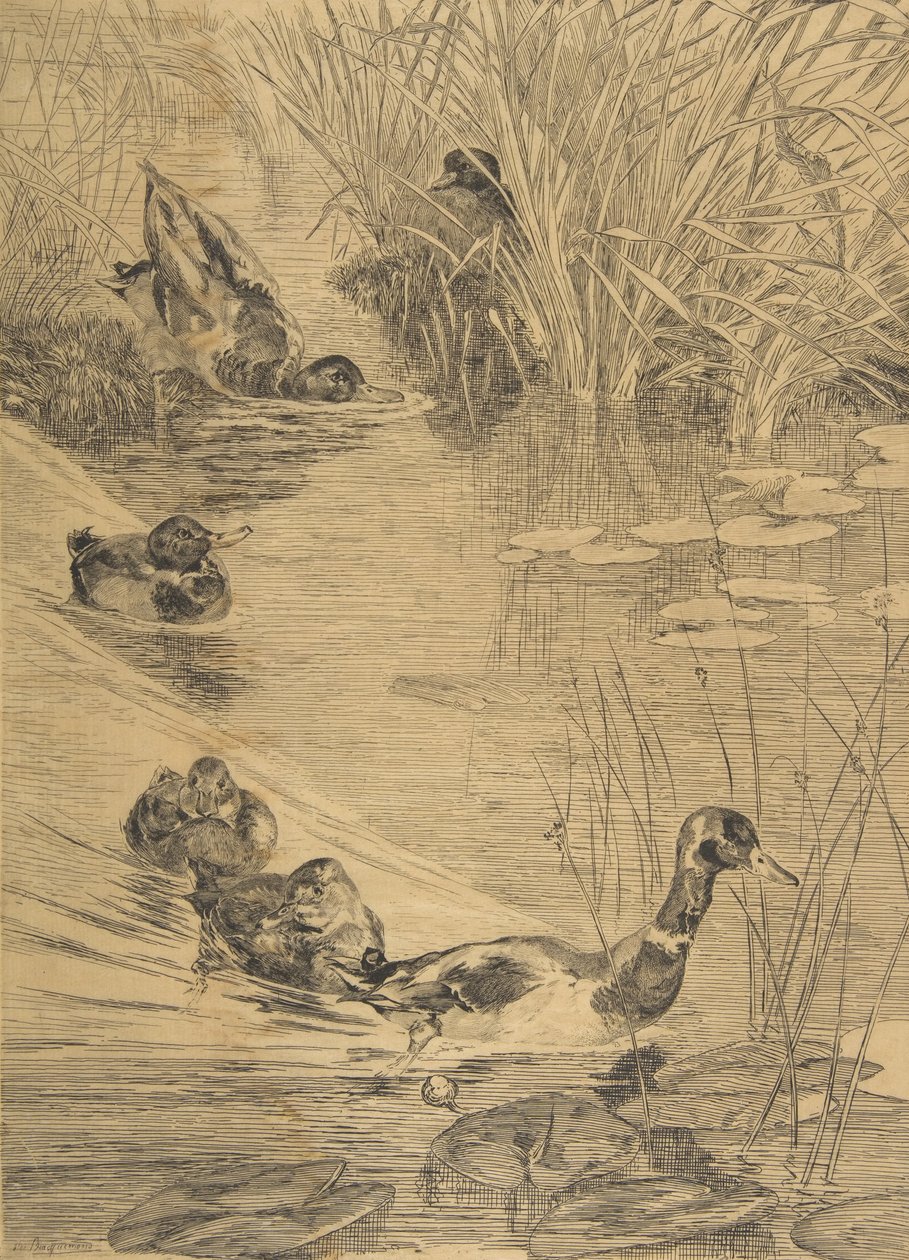 Ébats de canards da Felix Bracquemond