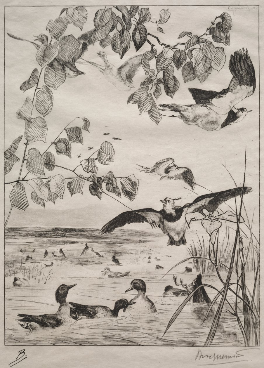 Pavoncelle e alzavole da Felix Bracquemond
