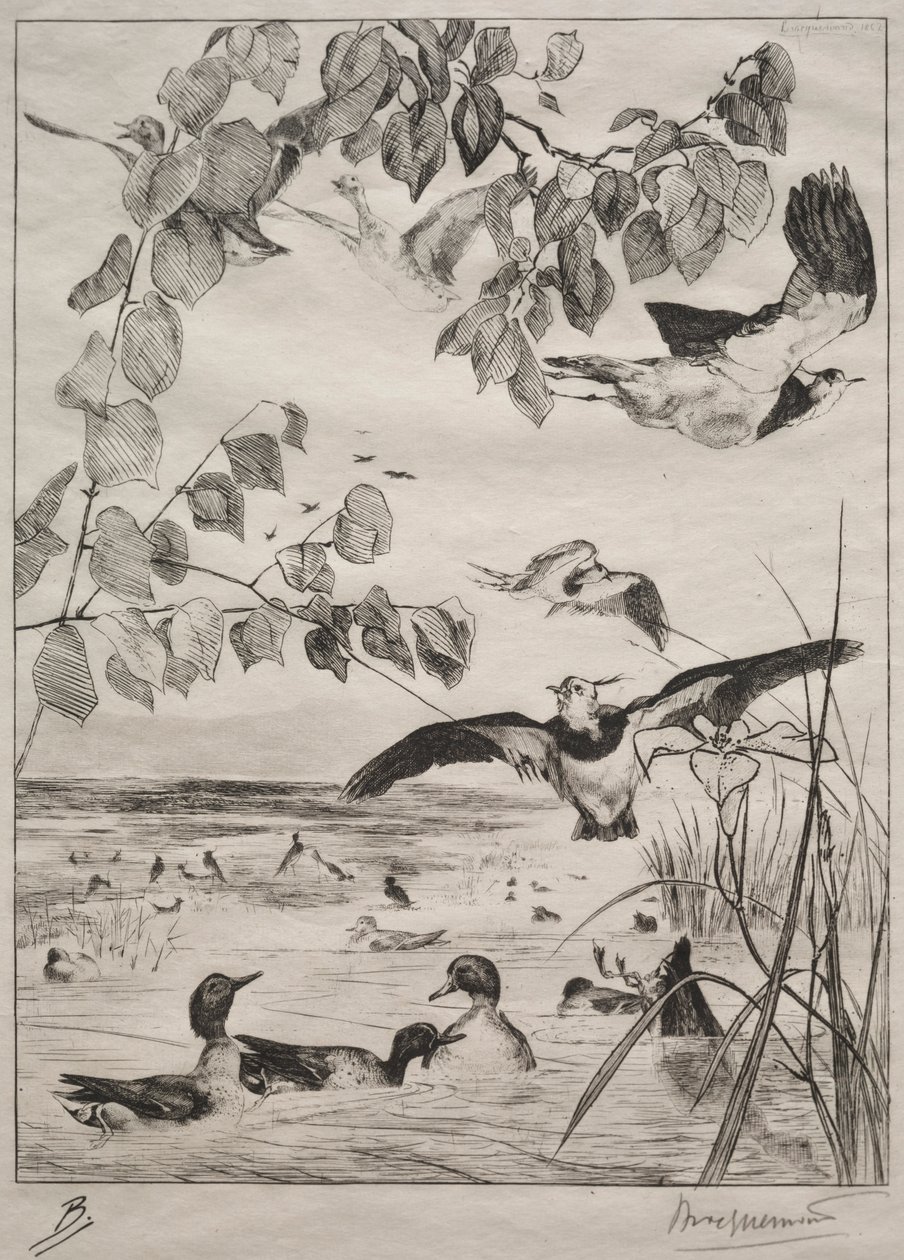 Pavoncelle e alzavole, 1862 da Felix Bracquemond