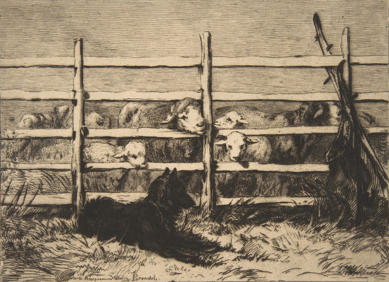 Pecore Recintate, 1856 da Felix Bracquemond