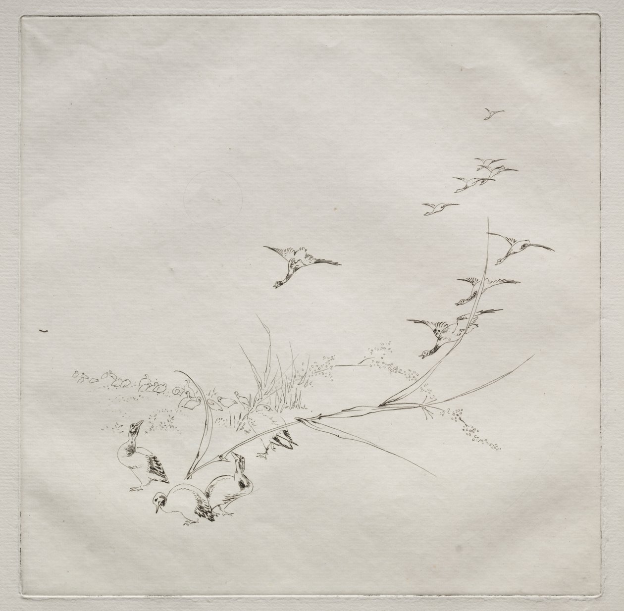 Servizio parigino (servizio Haviland): Dritto nel sole (n. 9) da Felix Bracquemond