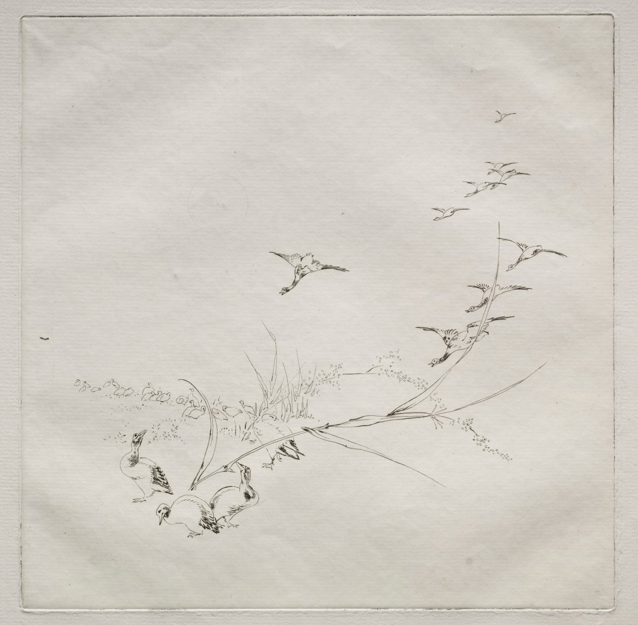 Servizio parigino Haviland: Dritto al sole n. 9, 1875 da Felix Bracquemond