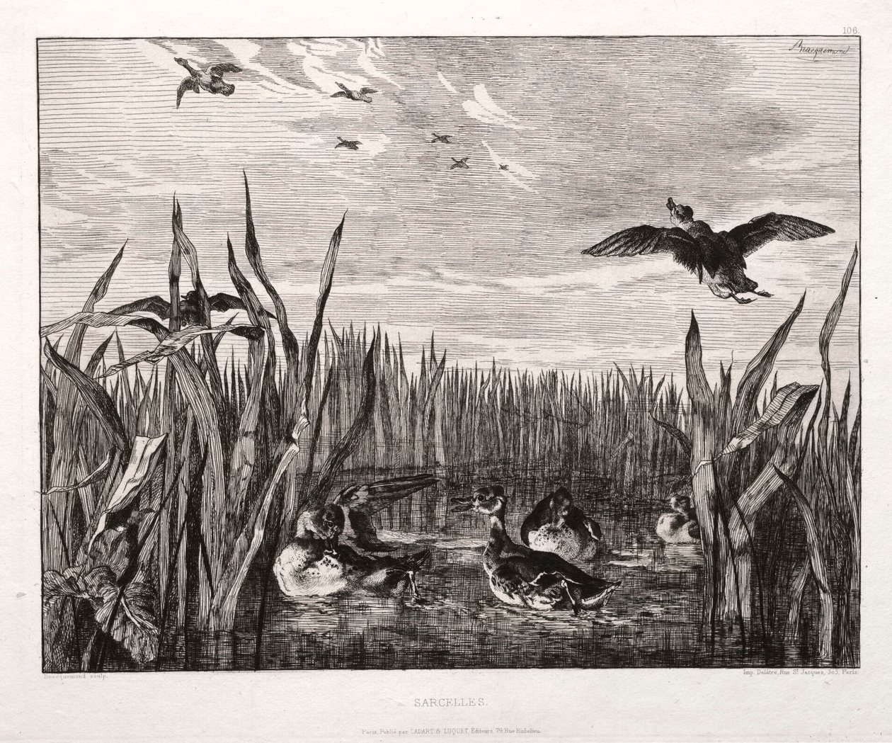 Alzavola, 1853 stampato 1864 da Felix Bracquemond