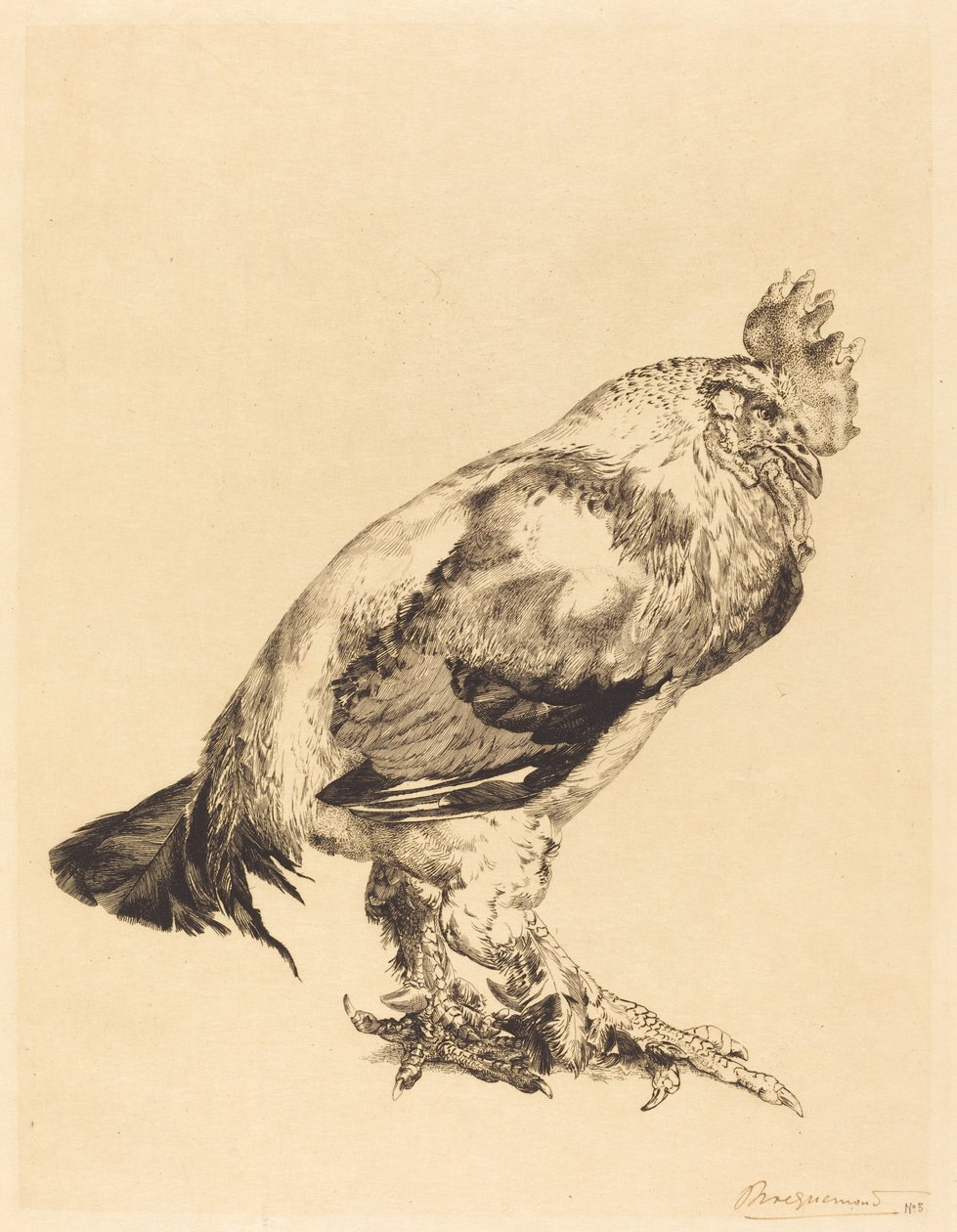Il vecchio gallo da Felix Bracquemond