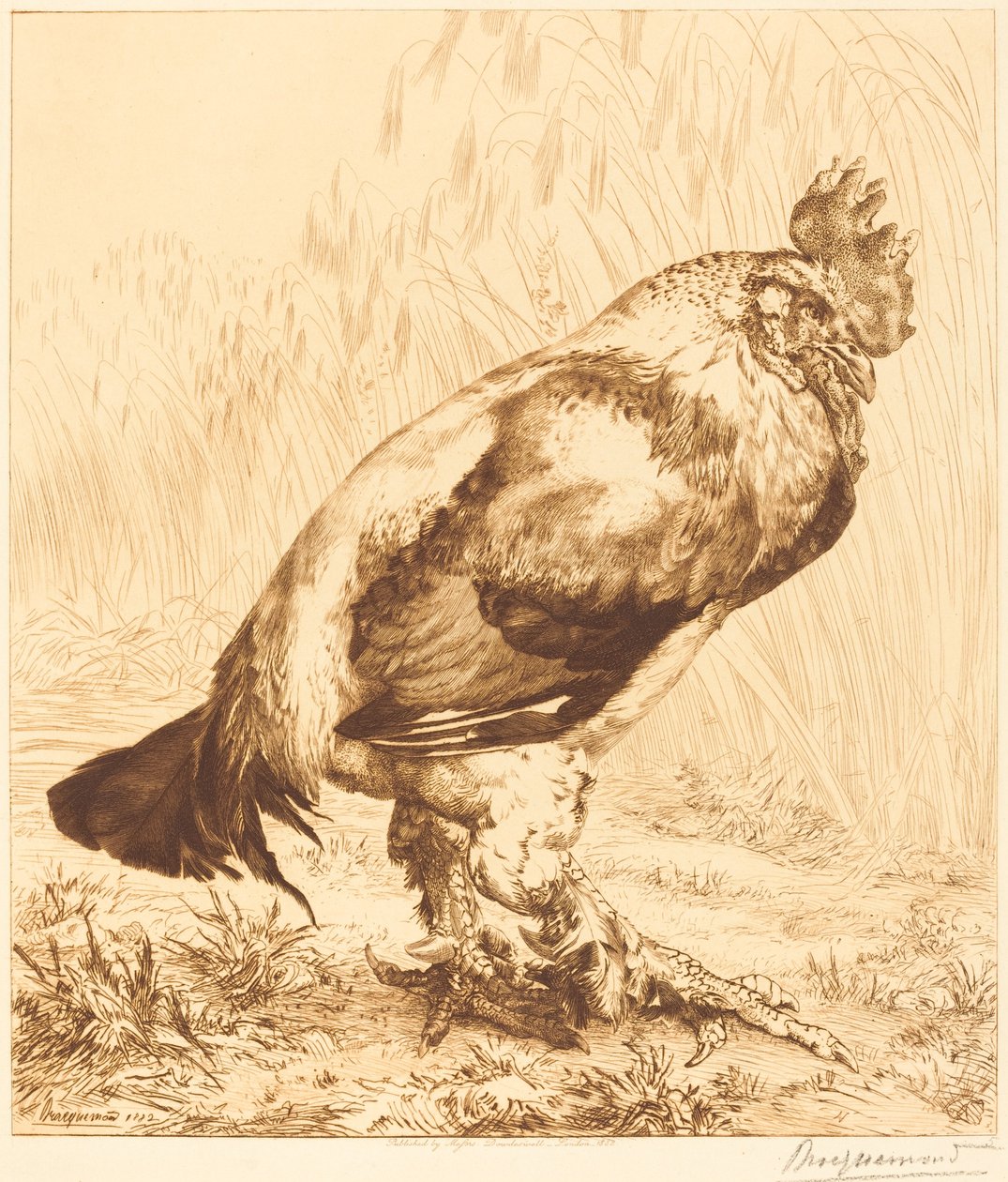 Il vecchio gallo da Felix Bracquemond