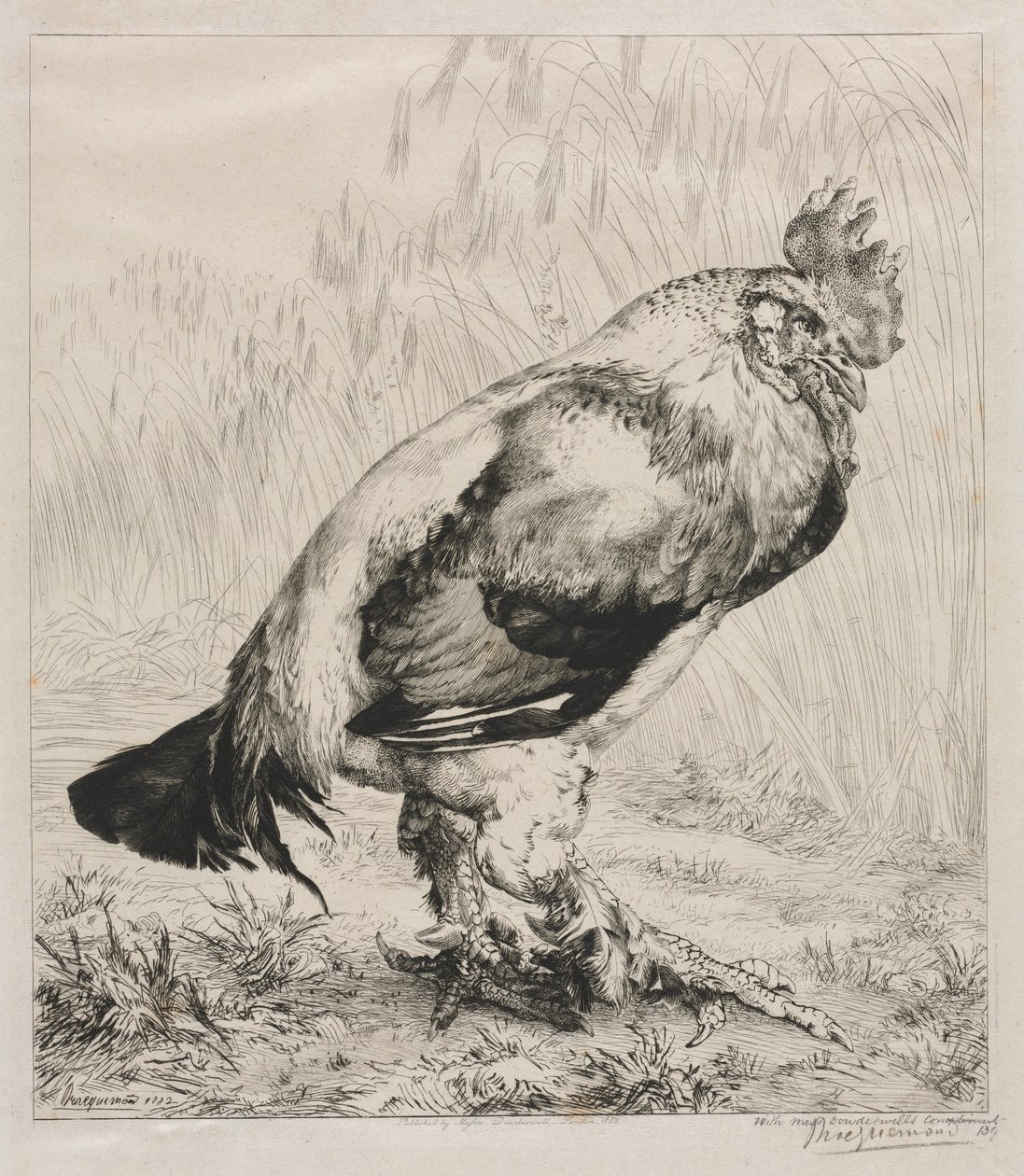 Il Vecchio Gallo, 1882 da Felix Bracquemond