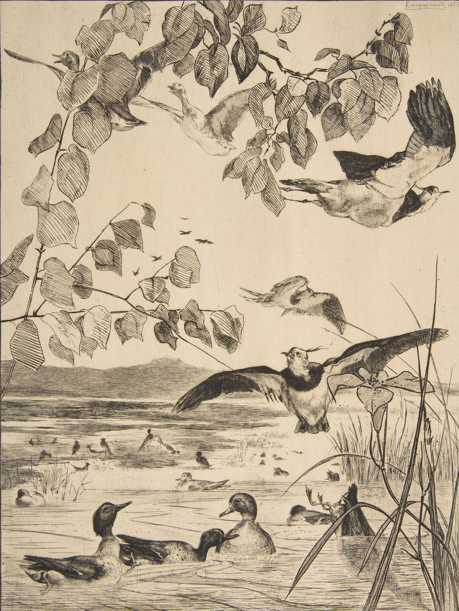 Pavoncelle e alzavole da Felix Bracquemond