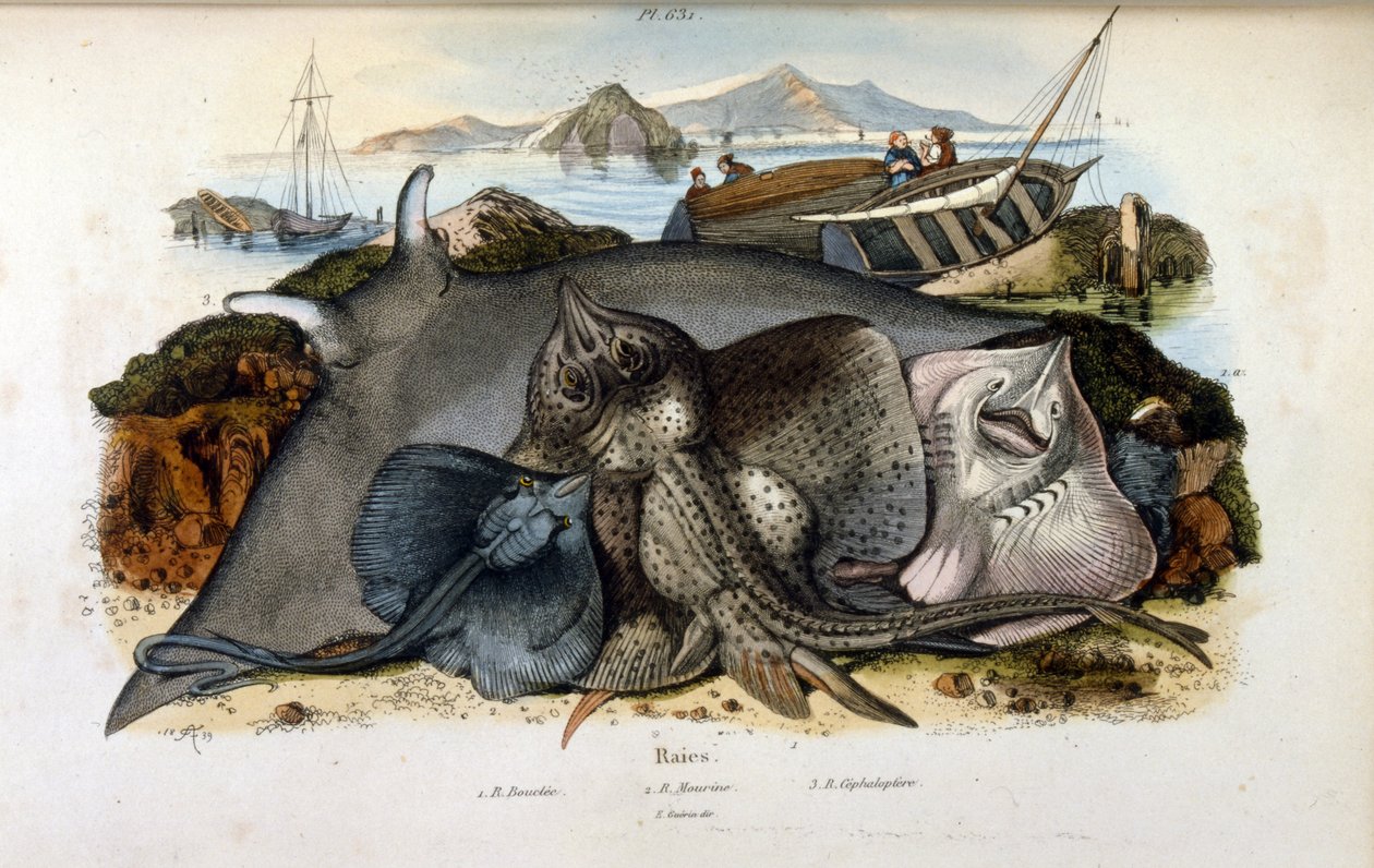 Illustrazione di pesce Manta Ray da Felix Edouard Guerin