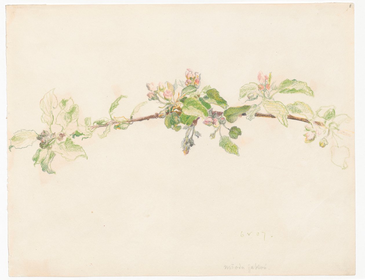 Ramo di melo in fiore da Ferdynand Ruszczyc