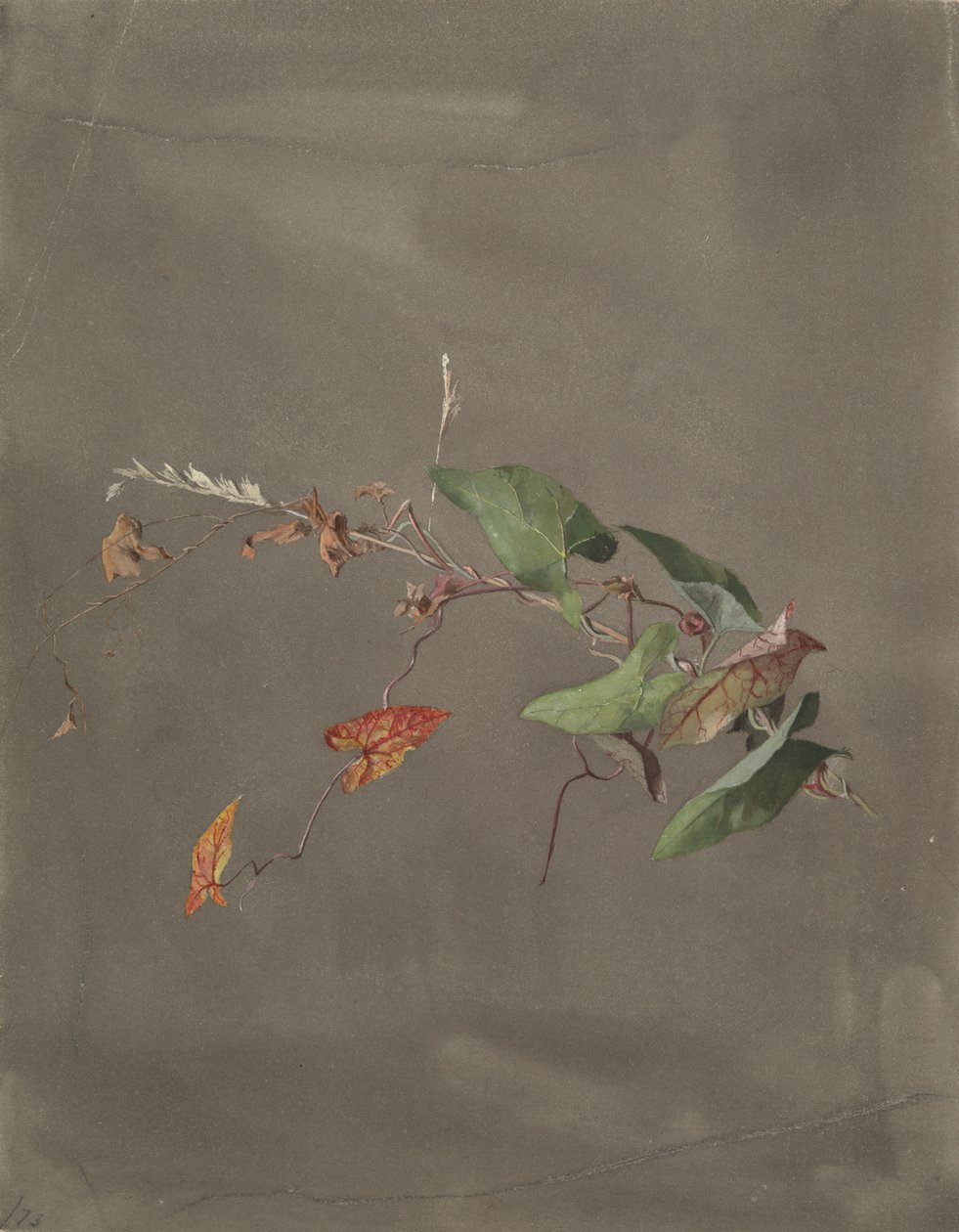 Vilucchio da Fidelia Bridges
