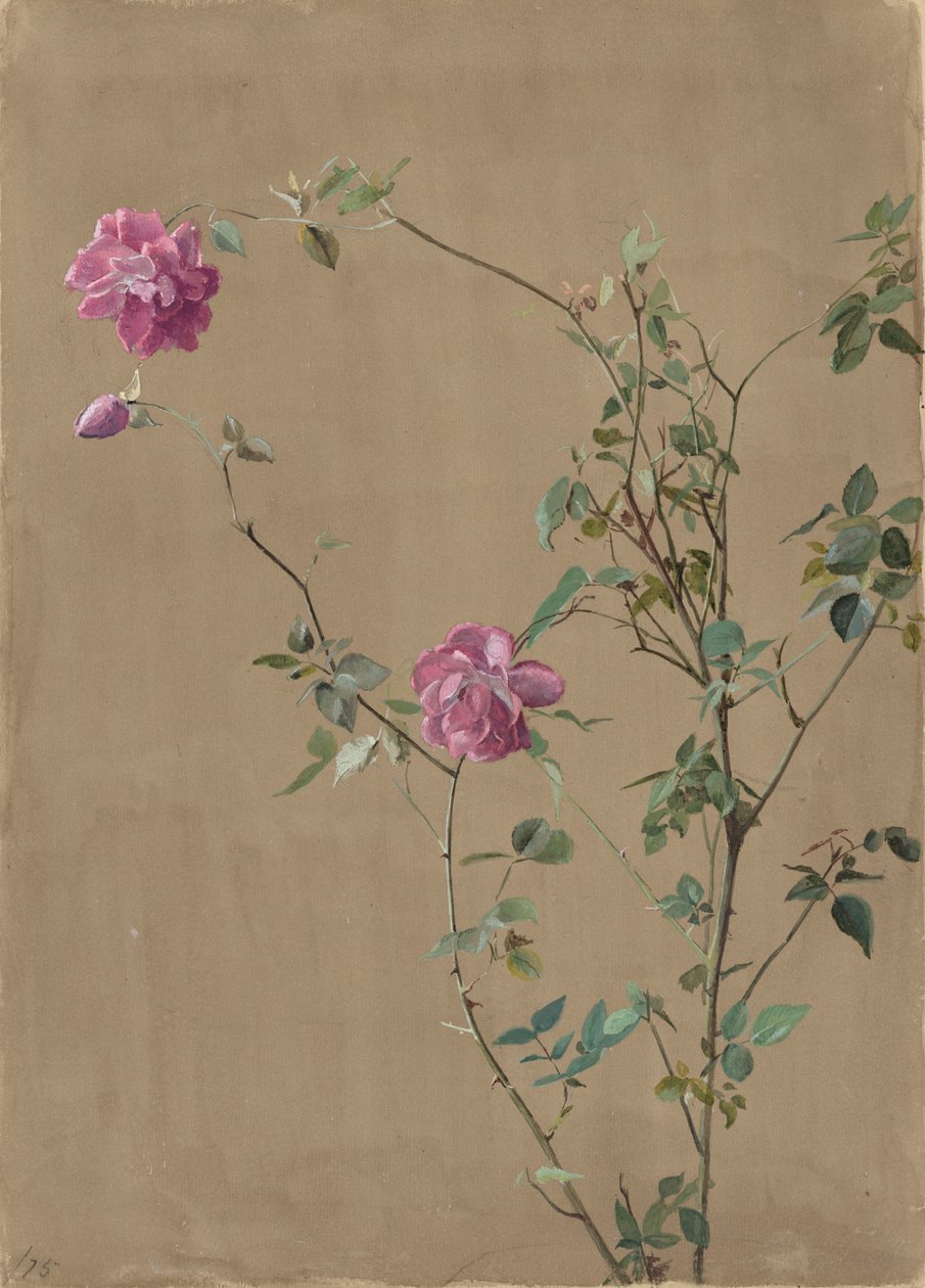 Rose Rosa da Fidelia Bridges