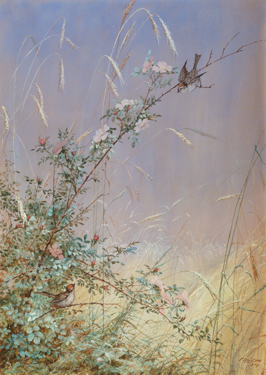 Rose selvatiche tra la segale, 1874 da Fidelia Bridges