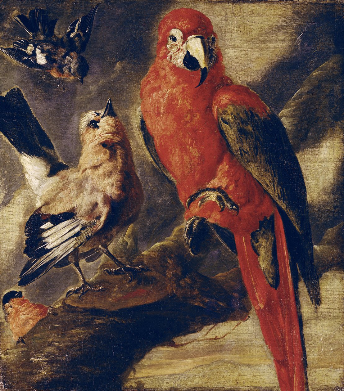 Ara e ciuffolotto da Flemish School