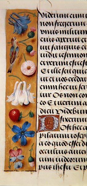 Ms. 1058-1975, f.22v: (dettaglio) di un bordo floreale da un Libro d
