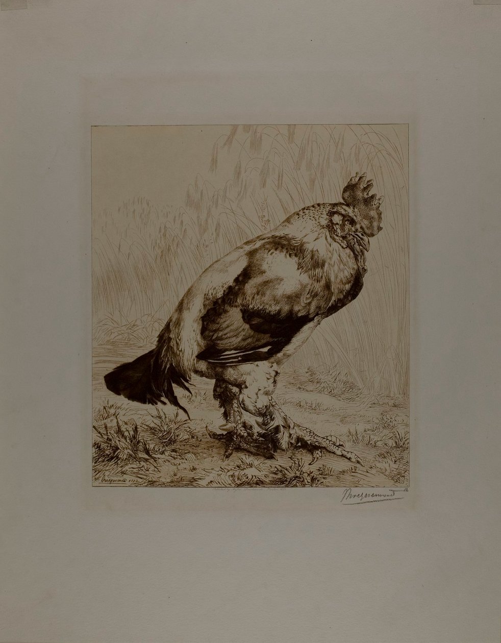 Il vecchio gallo da Félix Henri Bracquemond