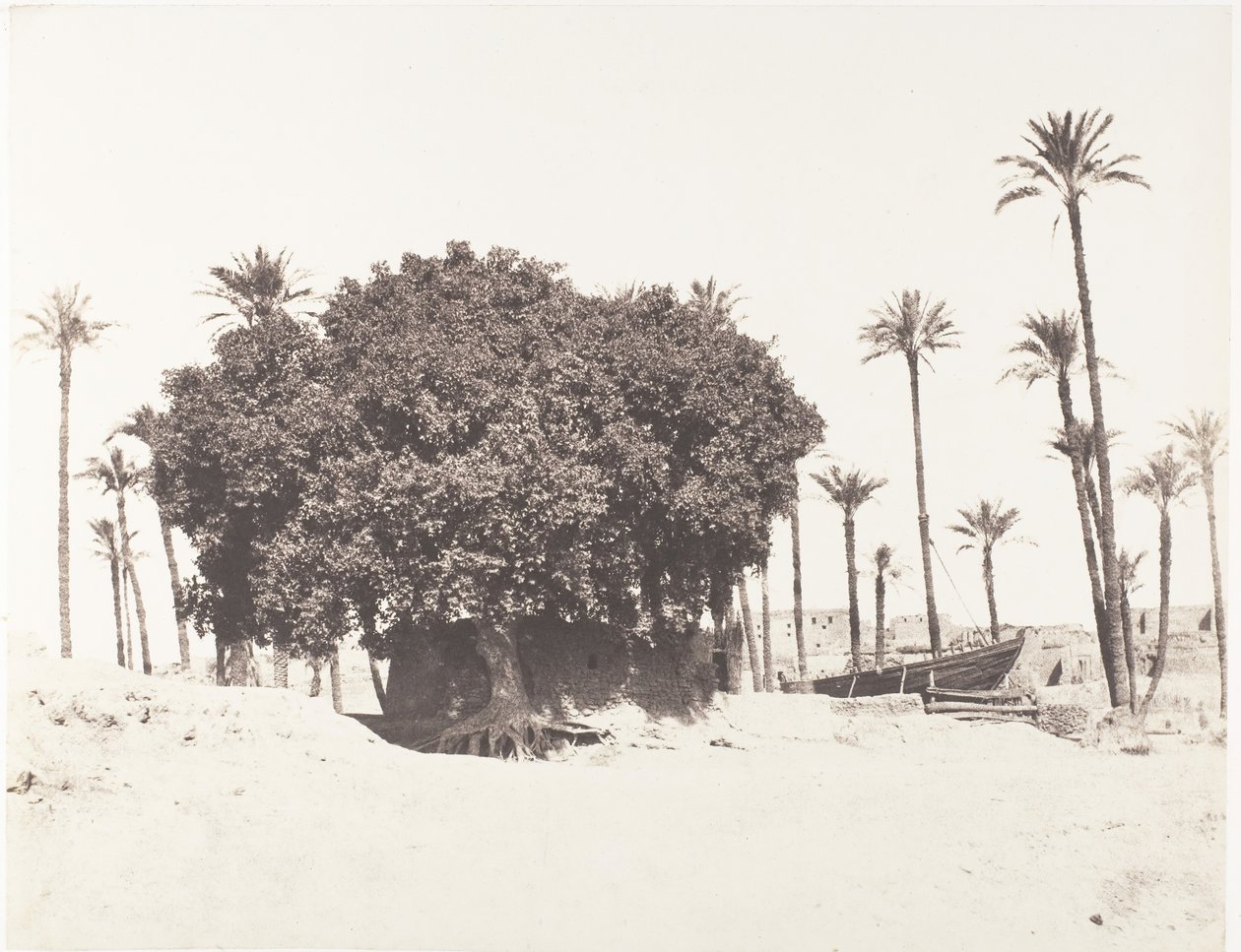 Esneh, Dattieri, Sicomoro e Caffè sul bordo del Nilo, 1851-52, stampato 1853-54 da Félix Teynard