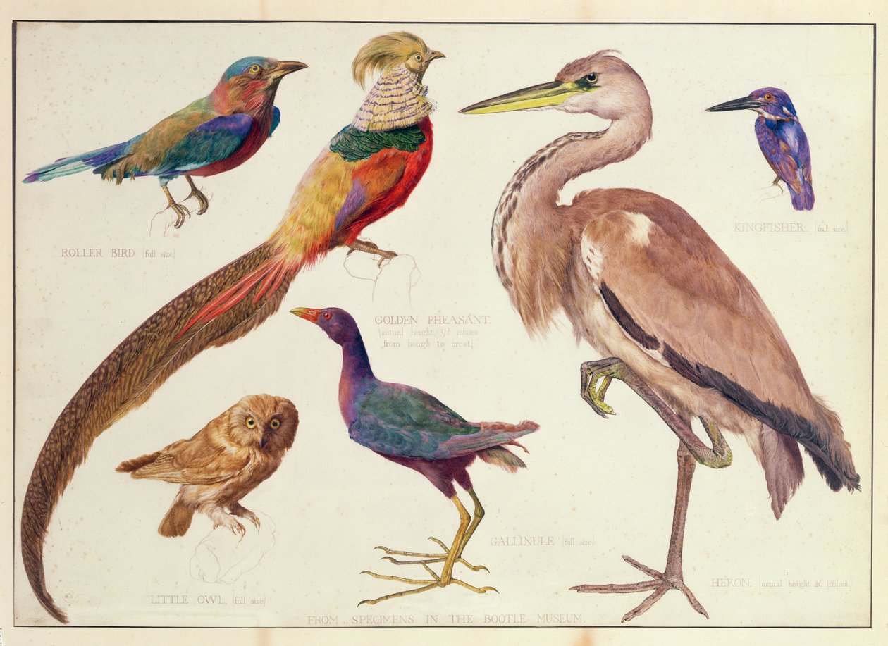 Studi di uccelli dal Bootle Museum, Liverpool da Florence Emily Bark