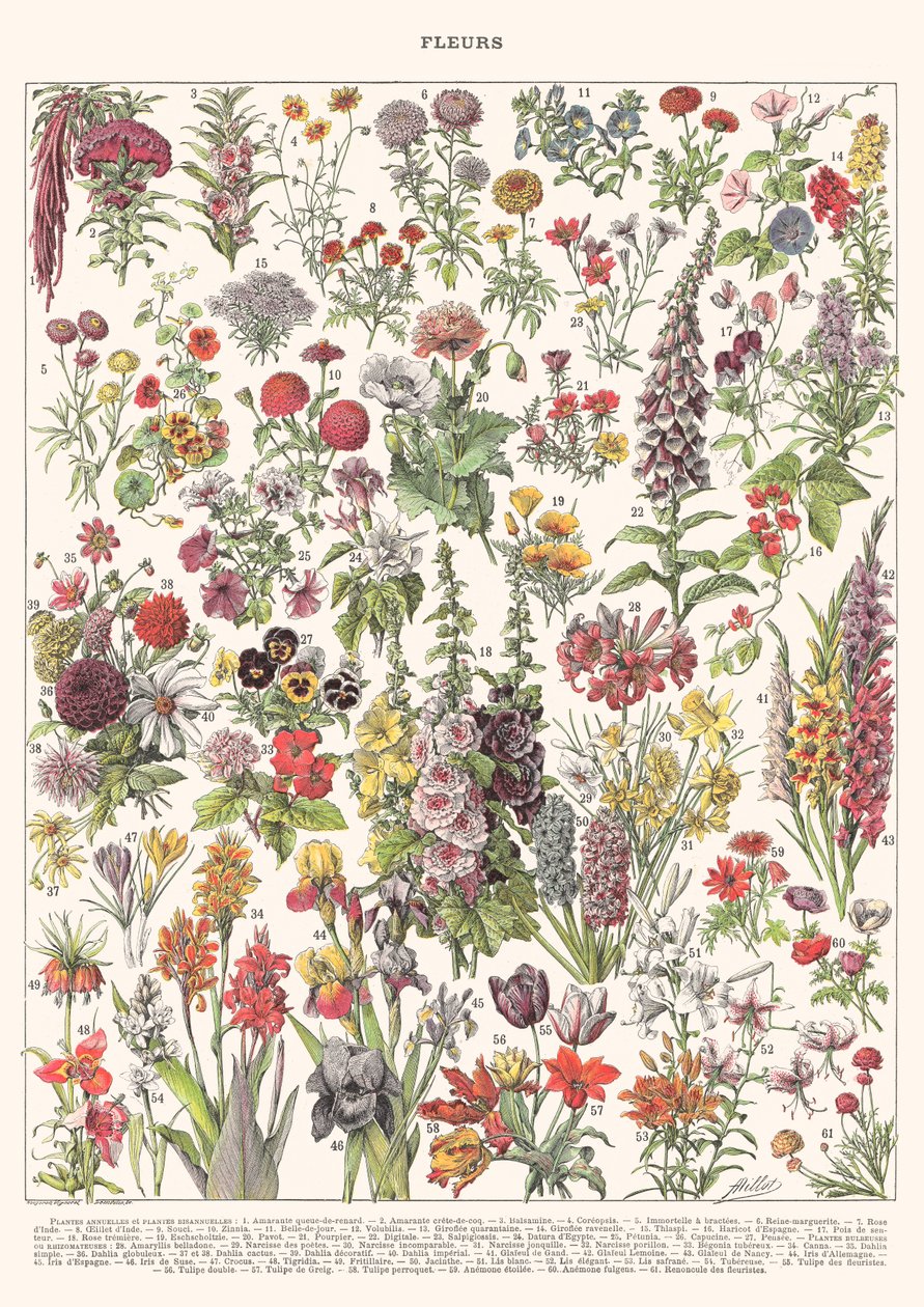Fleur I - ASTER EDITION, 2023 da Florent Bodart