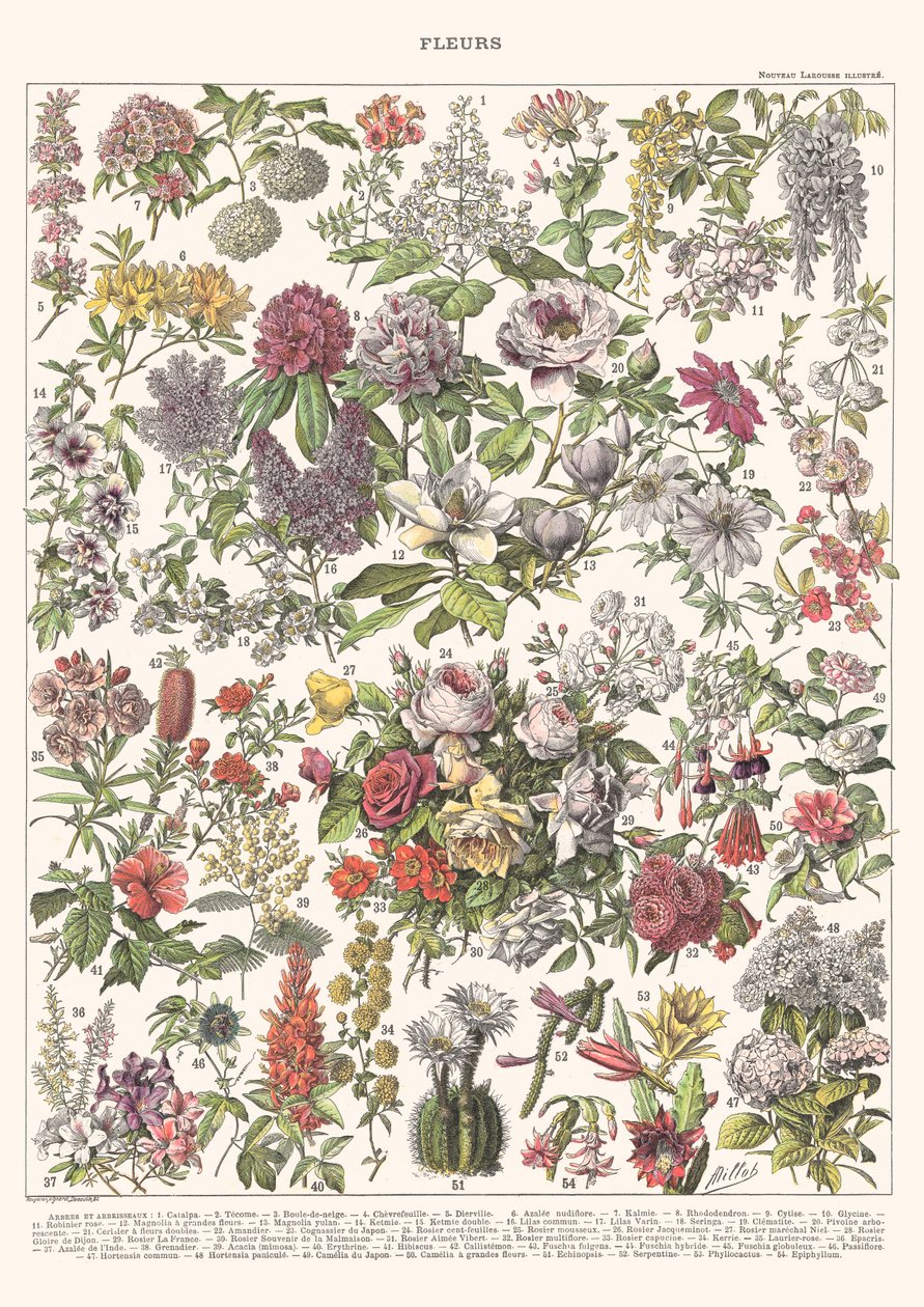 Fiori II - ASTER EDITION, 2023 da Florent Bodart