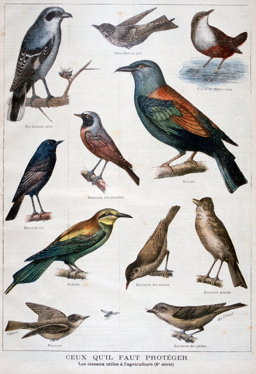 Uccelli protetti e utili in agricoltura, 1897 da Fortuné Méaulle