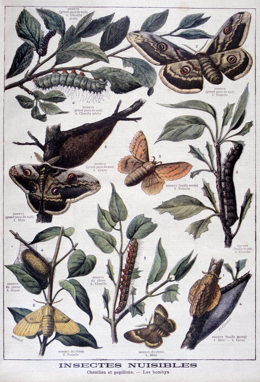 Insetti dannosi: bruchi, farfalle e falene, 1897 da Fortuné Méaulle