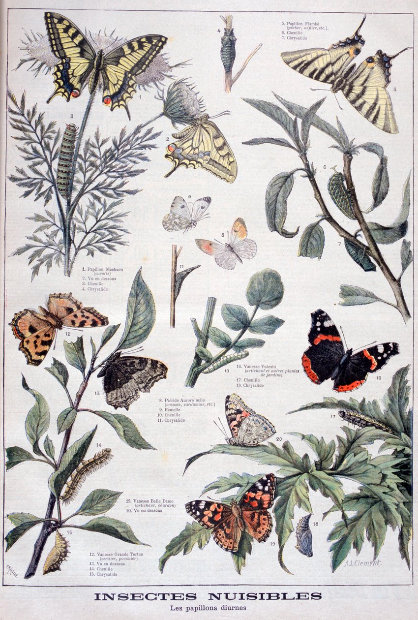 Insetti nocivi: farfalle diurne da Fortuné Méaulle