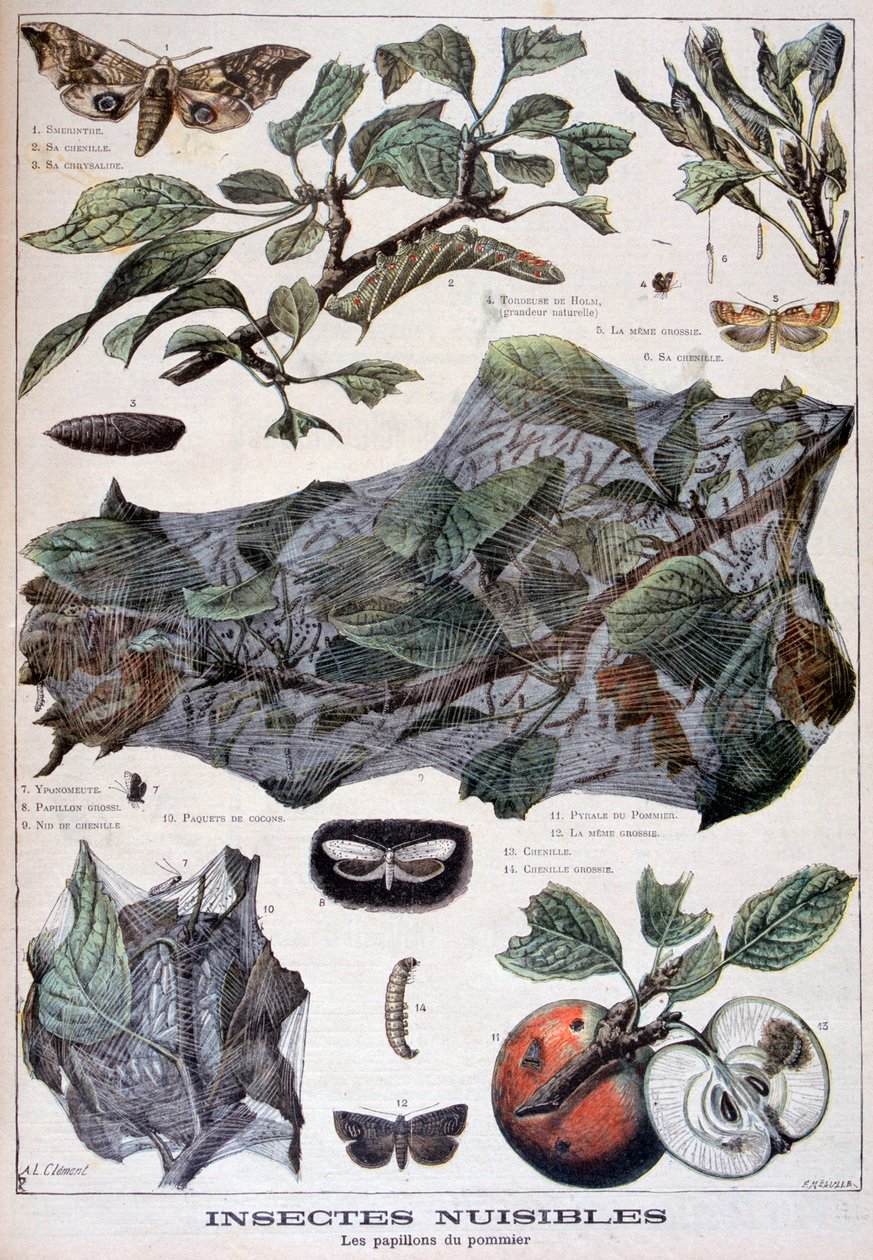 Insetti nocivi: falene che danneggiano i meli, 1897 da Fortuné Méaulle