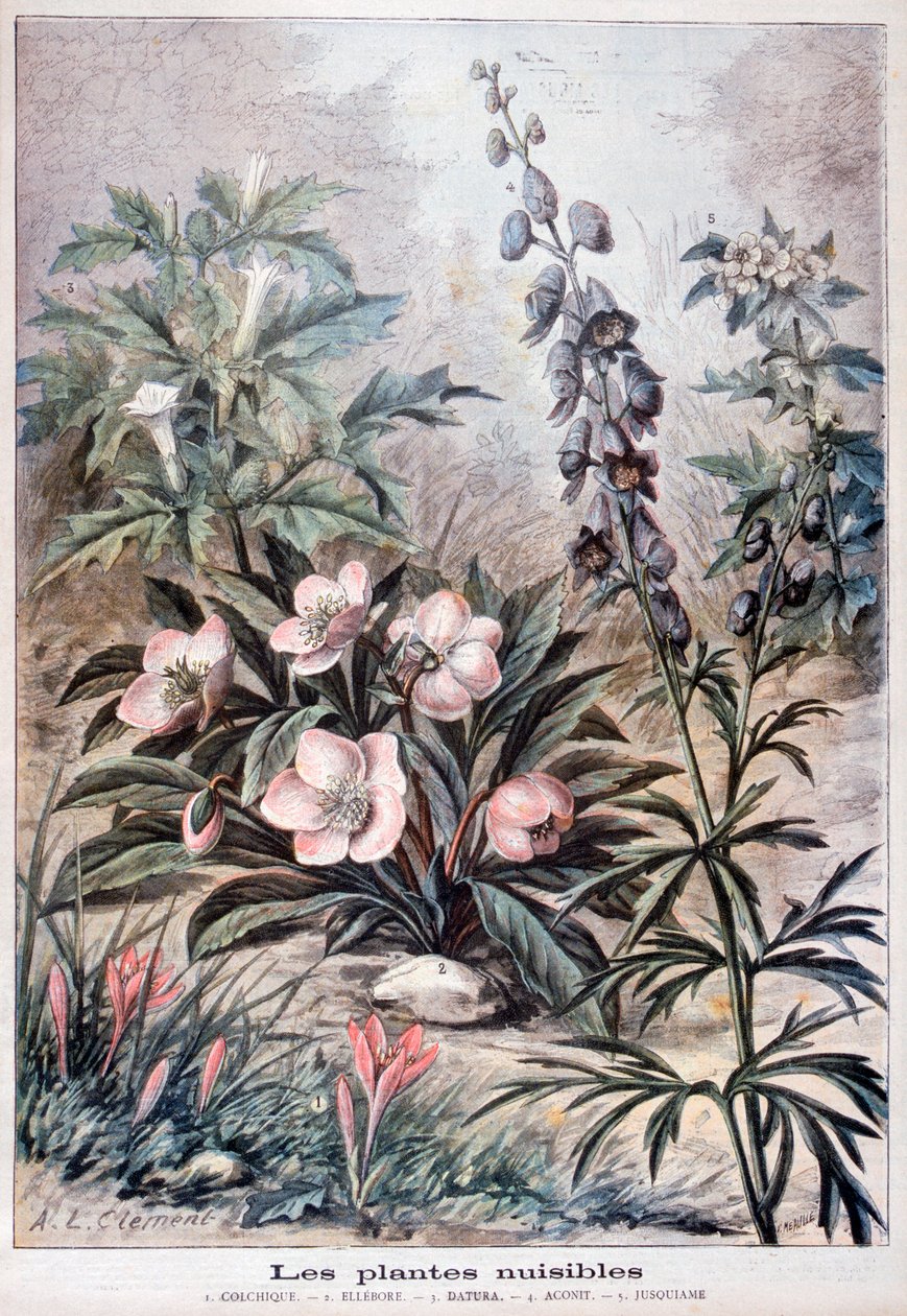 Piante Nocive, 1897 da Fortuné Méaulle