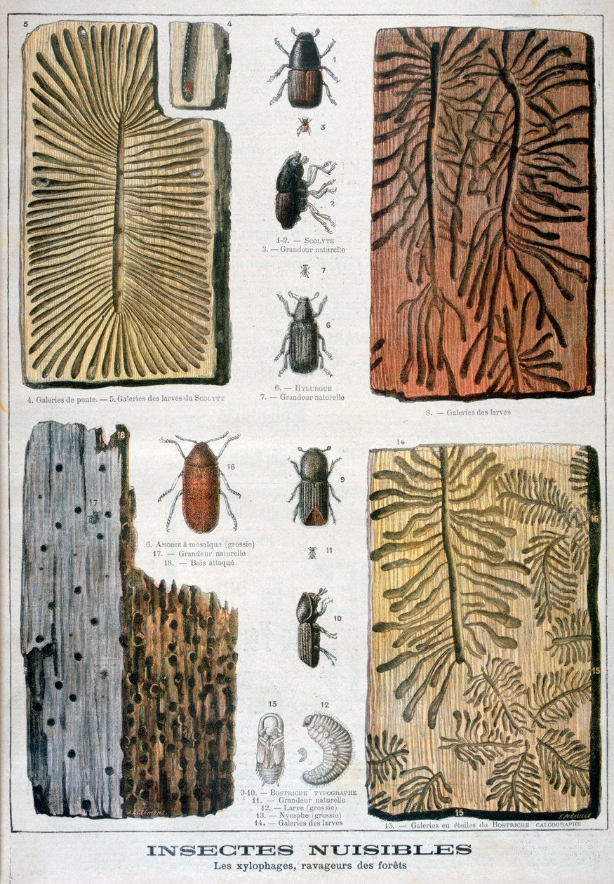 Insetti xilofagi che sono distruttivi per le foreste, 1897 da Fortuné Méaulle