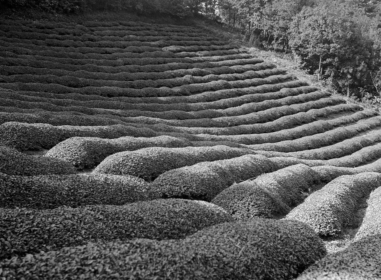 I dintorni di Shizuoka, i giardini del tè da Fosco Maraini