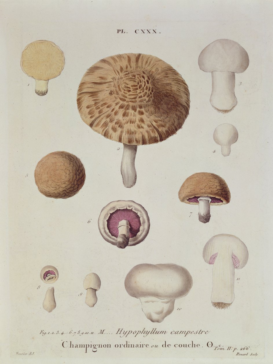 Hypophyllum campestre o il fungo di campo, tavola 130 da 