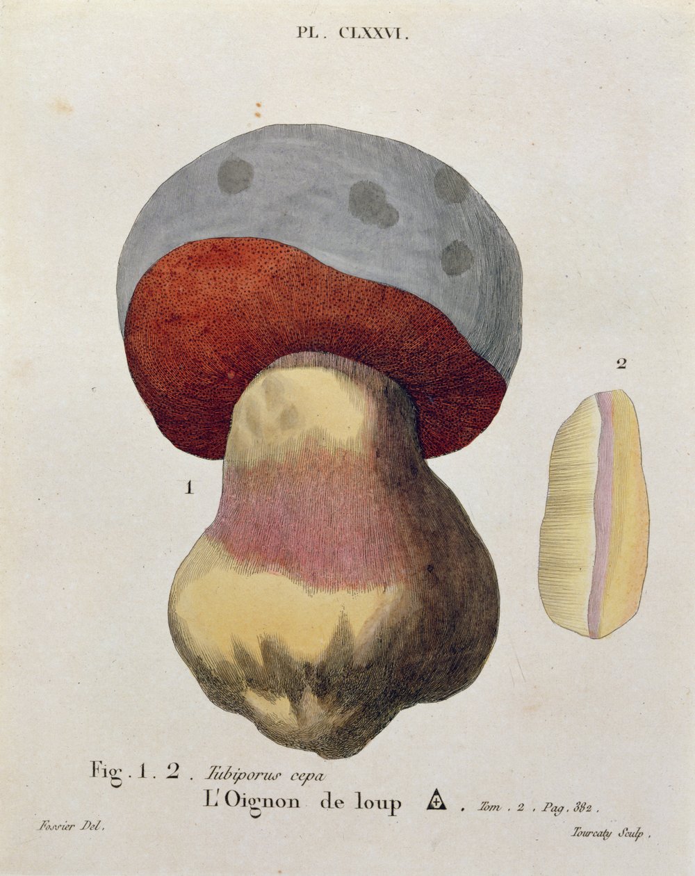 Tubiporus cepa, tavola 176 da 
