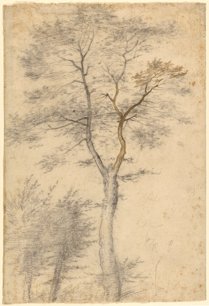 Tre studi sugli alberi da Fra Bartolommeo (Baccio della Porta)