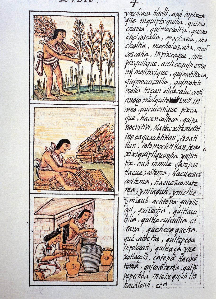 Scene di vita contadina, raccolta del grano, sgranatura su stuoia e conservazione in giare, testo in nahuatl, da facsimile del manoscritto Storia generale delle cose della Nuova Spagna, noto anche come Codice Fiorentino, di Bernardino de Sahagun da Fra Bernadino da Sahagun